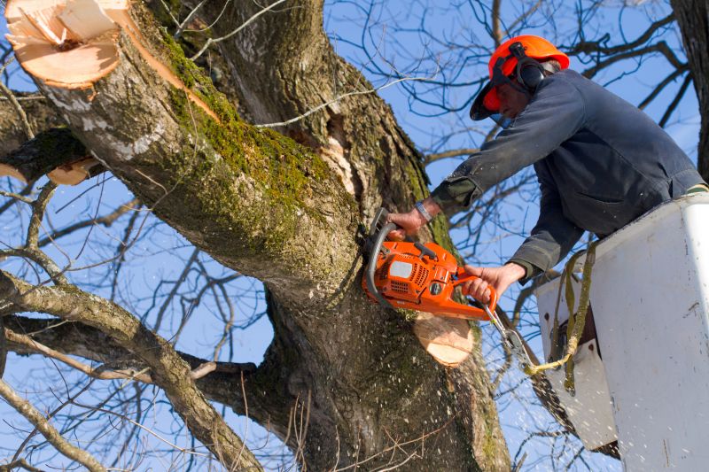 Increase Your Tree Removal Business with an AI Driven, Targeted Website