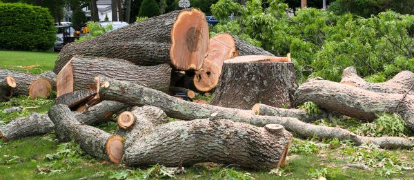 Large Tree Removal in Manchester