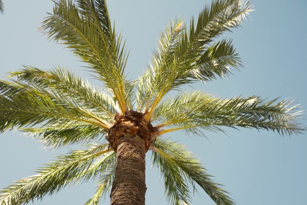 Palm Tree Removal in Manchester