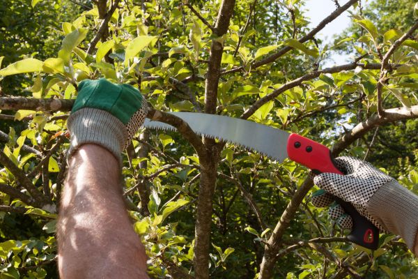 Small Tree Removal in Manchester