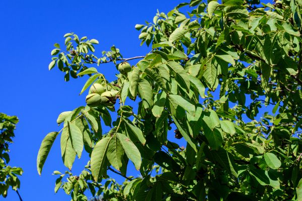 Walnut Tree Removal in Manchester