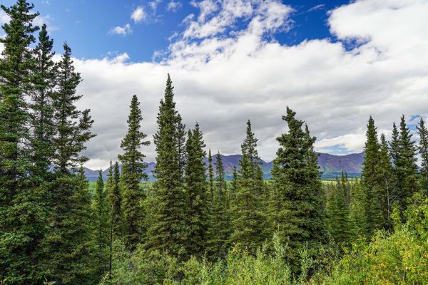 Spruce Tree Removal in Manchester