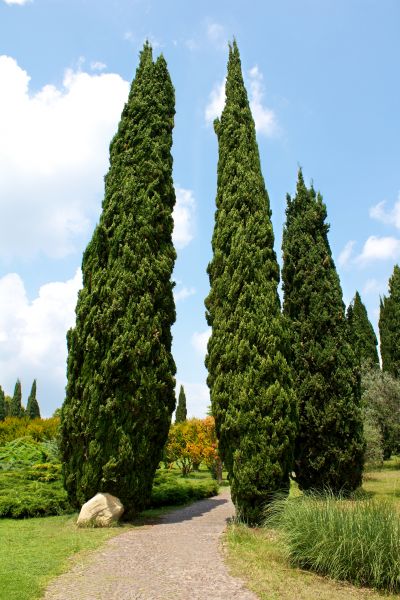 Cypress Tree Removal in Manchester