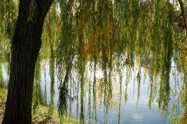 Willow Tree Removal in Manchester
