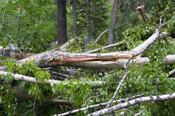 Birch Tree Removal in Manchester
