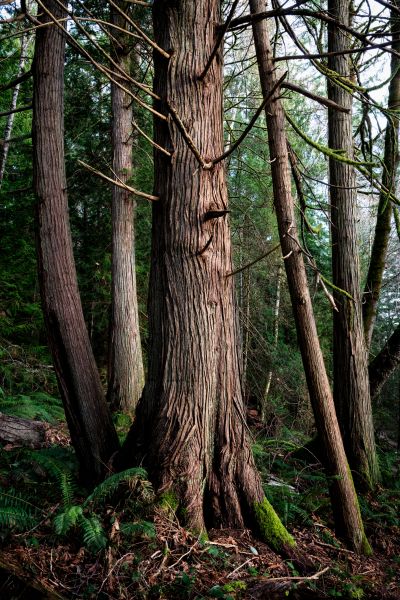 Cedar Tree Removal in Manchester