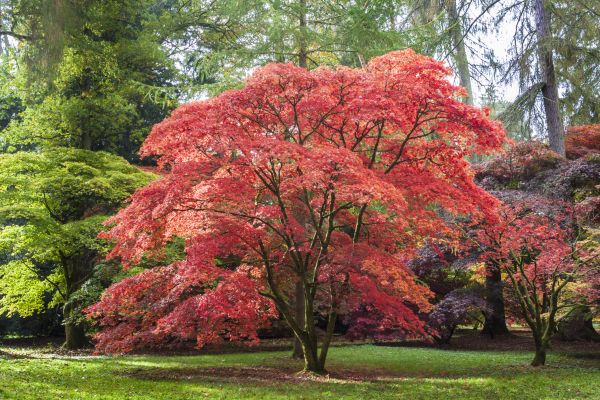Maple Tree Removal in Manchester