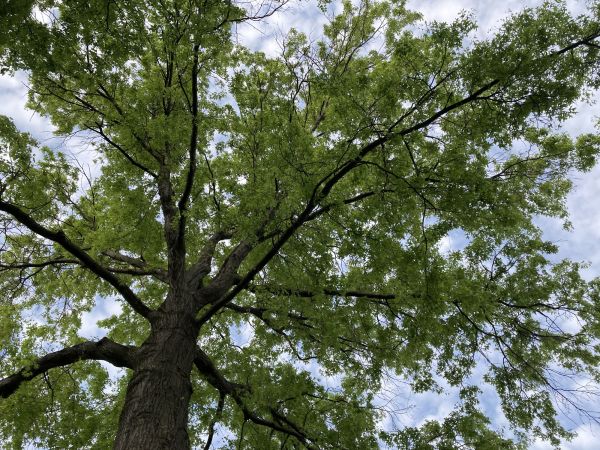 Oak Tree Removal in Manchester