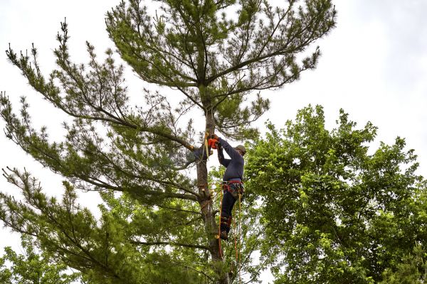 Pine Tree Removal in Manchester