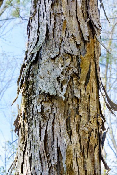Hickory Tree Removal in Manchester