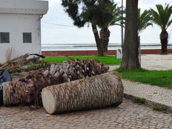 Palm Trees Removal in Manchester