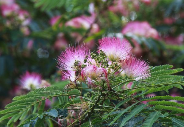 Mimosa Tree Removal in Manchester