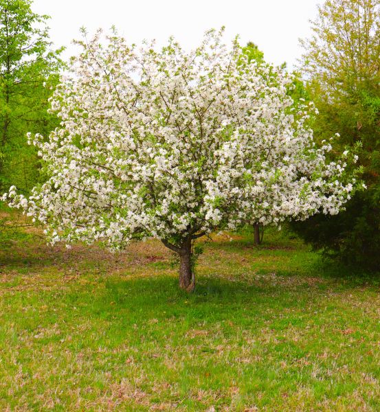 Dogwood Tree Removal in Manchester