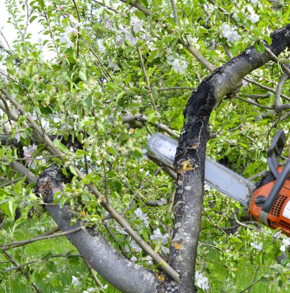 Apple Tree Removal in Manchester