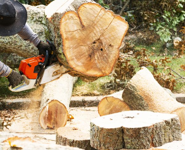 Tree Removal Service in Manchester