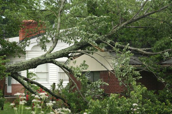 Emergency Tree Removal in Manchester