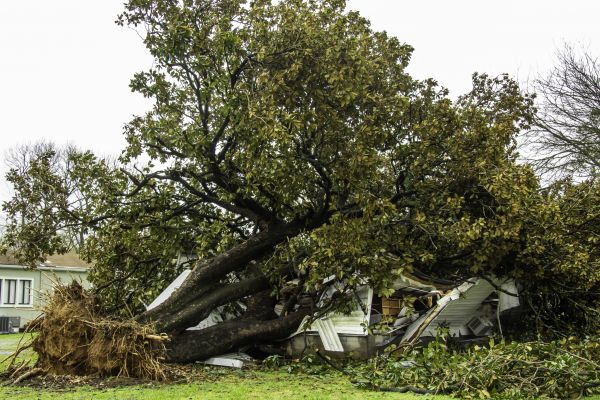 Fallen Tree Removal in Manchester