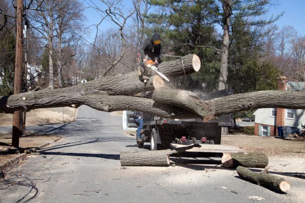 Residential Tree Removal in Manchester