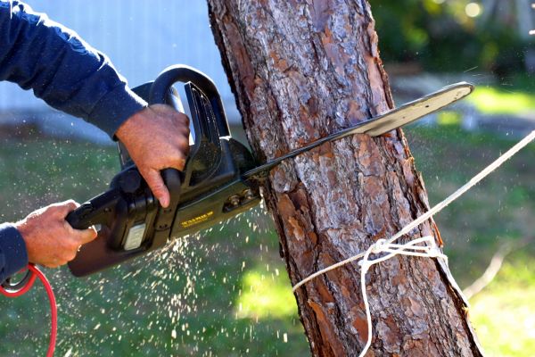 Dead Tree Removal in Manchester